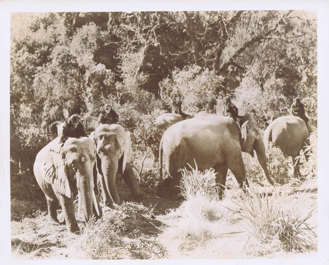 TARZAN FINDS A SON Vintage Movie Still 10 Chimps and Elephants