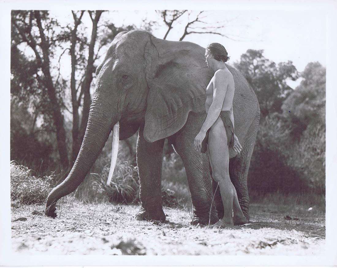 TARZAN FINDS A SON Vintage Movie Still 33 Johnny Weissmuller next to Elephant