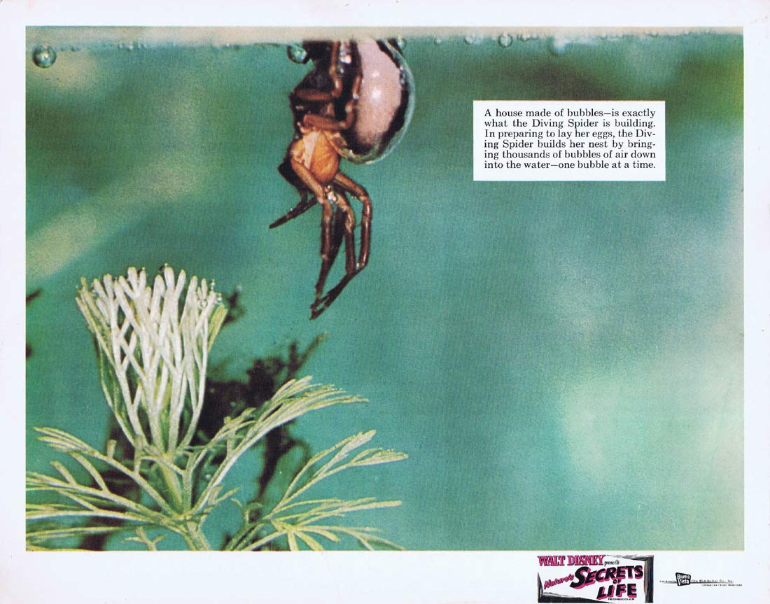 NATURES SECRETS OF LIFE Original Lobby Card 2 Disney Diving Spider