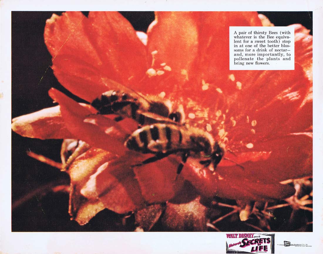 NATURES SECRETS OF LIFE Original Lobby Card 3 Disney Thirsty Bees